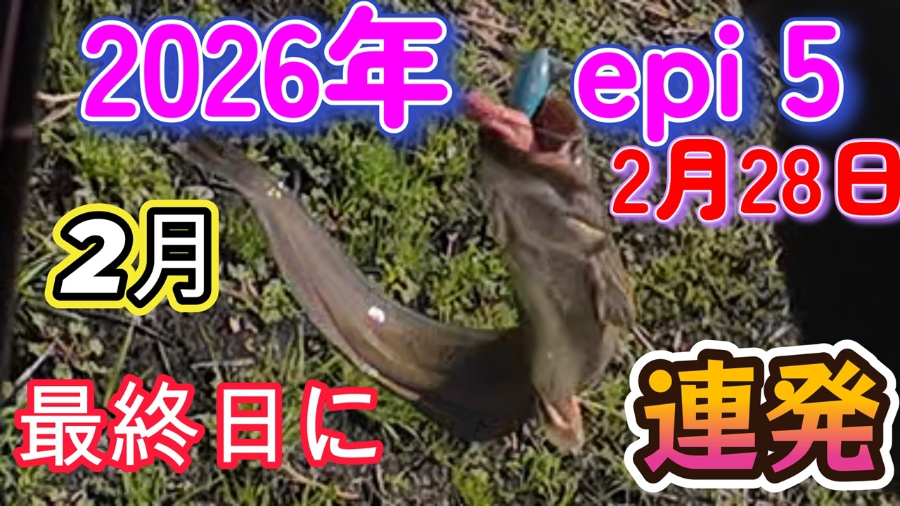 2月28日のナマズ釣り🎣2月最終日に連発😤少し元気なナマズ🙋‍♂️2バイチュー😁