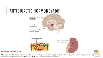Chapter 26 Recorded Lecture