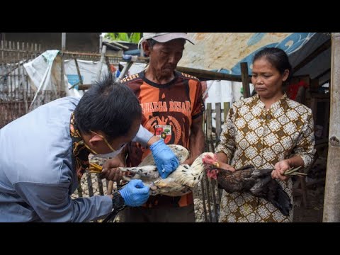 Video: Sind Crevecoeur-Hühner nett?