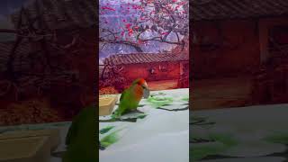 Bird Training  Smart Lovebird Parrot  Smart Little Cute Parrot #Training #Smartparrot #Cute