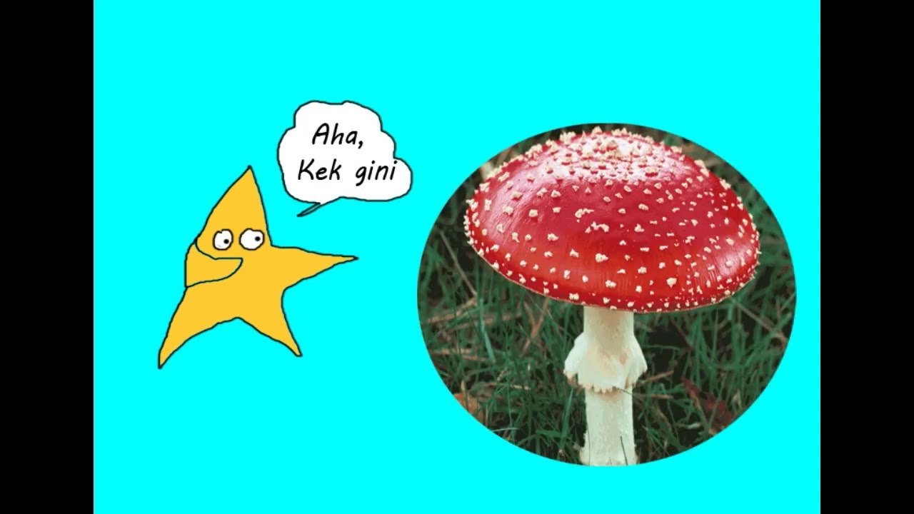 Animalia (Ciri-ciri animalia dan Porifera) - YouTube