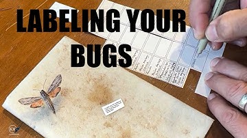IMPORTANCE OF LABELING INSECT SPECIMENS