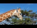 Giraffe feeding on acacia tree  filmed by greg morgan