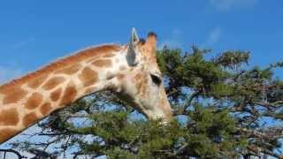 Giraffe feeding on Acacia Tree - Filmed by Greg Morgan
