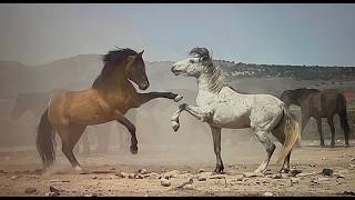 WILD HORSES OF AMERICA S3 E12 Onaqui Wind and Dust in Utah by Karen King