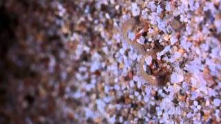 Deep Space M-51 Meteorite On Mars With Life