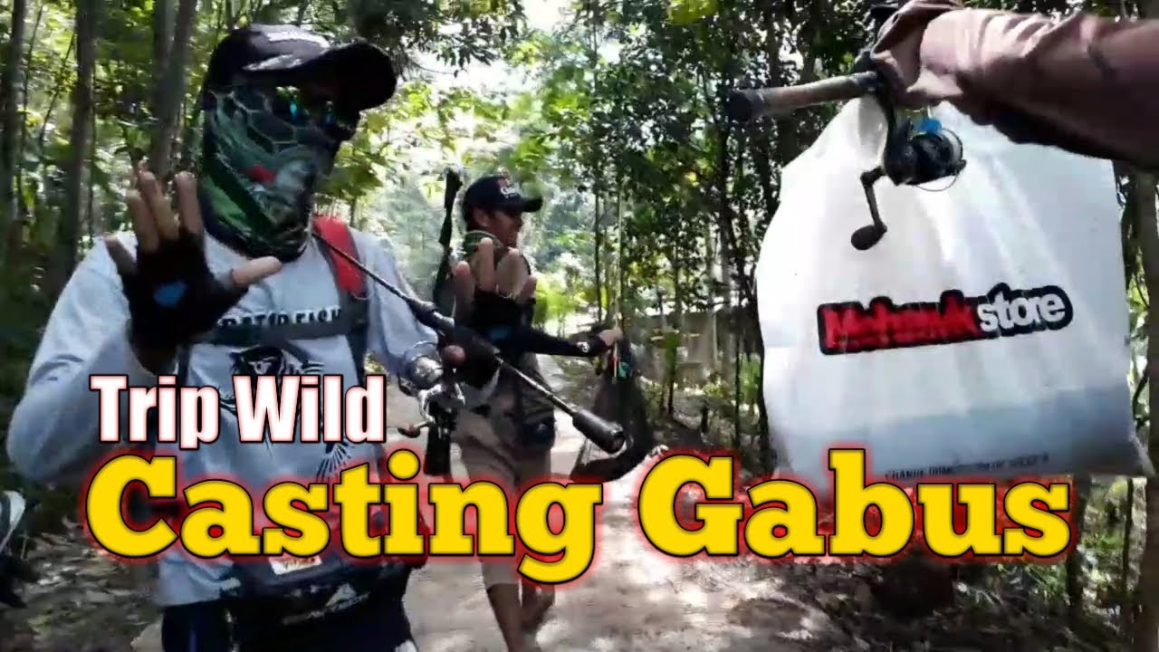 Casting Gabus, Strike! Asyik sambaran ikan gabus. 