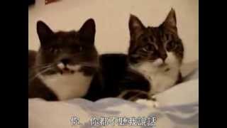 貓咪聊天(惡搞配音版)【中文字幕】