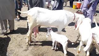 Doodhwali Bakrid Animal Dog Ek Bachcha Bakrid Ka