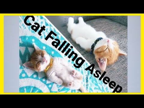 kitten-fell-asleep-with-food-in-their-mouth.-😻,-funny-cat-video