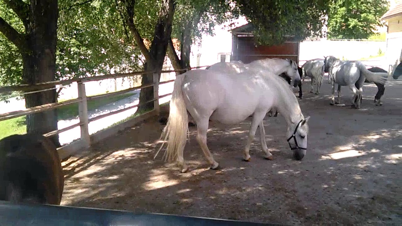 Lipizzaner in Piber, styria