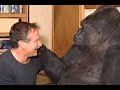Gorila llora la muerte de Robin Williams