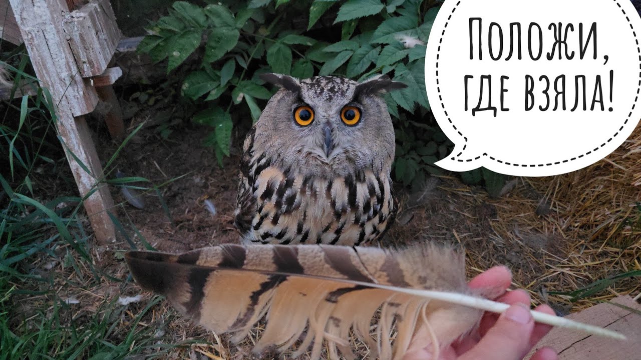 Филин ель дзен