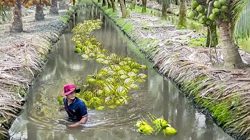 Genius Technique Farmers Found to Harvest Coconuts in Thailand