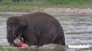 Young Elephant Rush To Save Man From Drowning