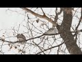 並びきらない、ふたり =ワンカットの森 62