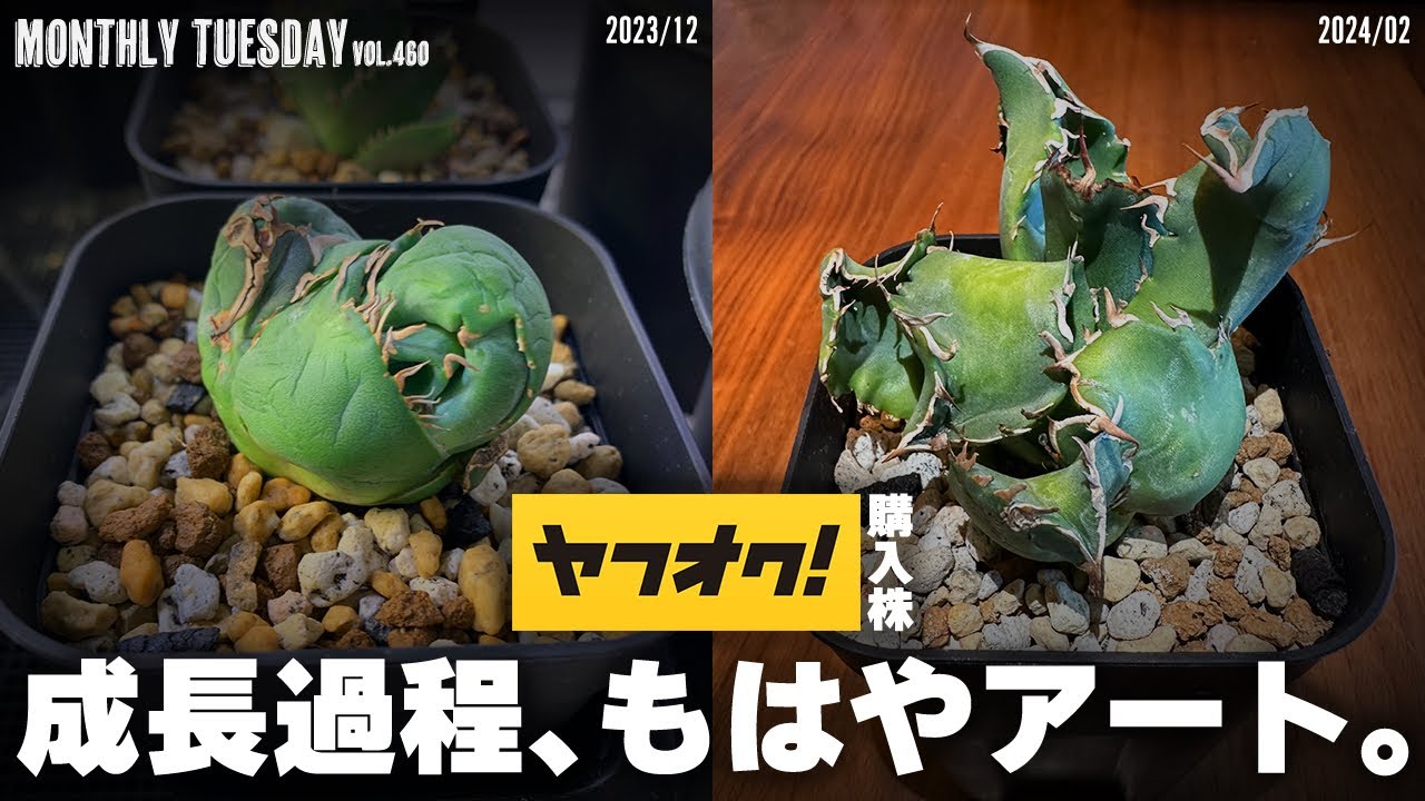 Akabe] The mysterious Akabe I bought on Yahoo! Auctions has grown