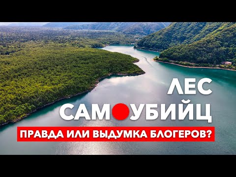 Правда Про Лес Самоубийц В Японии - Аокигахара | Настоящая Япония