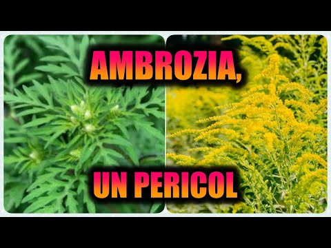 Video: Ambrosia - este rău sau bun?