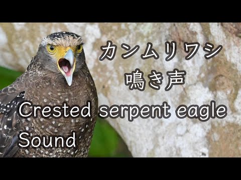 【鷲 鳴き声】カンムリワシの鳴き声 風音がうるさいです。Crested serpent eagle Wild bird sound 野鳥撮影＆野鳥観察