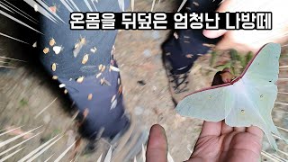 강원도 깊은 산속에 화려한 조명을 켜면? 재앙이 시작됩니다..매미나방은 서비스! [TV생물도감]