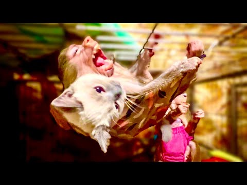 Котенка Тишу так и НЕ НАШЛИ, вдруг кто-то взял, ОТКЛИКНИТЕСЬ, чтобы мы не волновались)