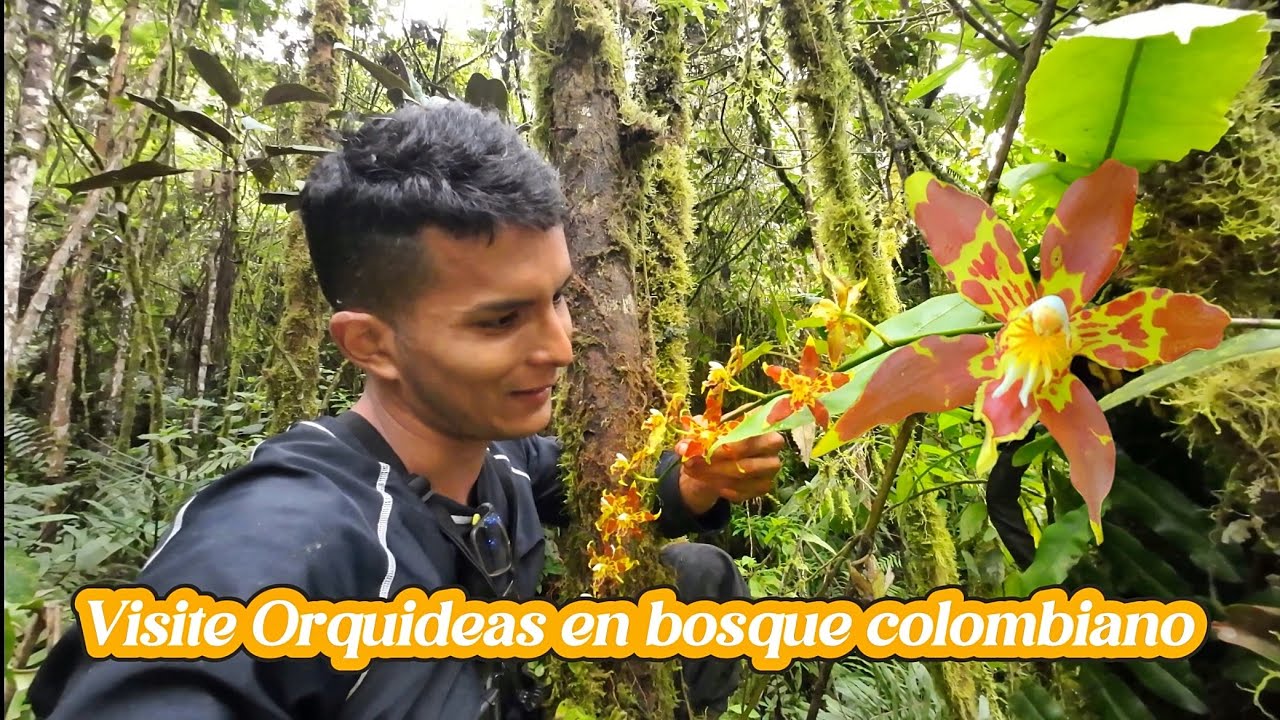 VISITE ORQUIDEAS EN BOSQUE COLOMBIANO