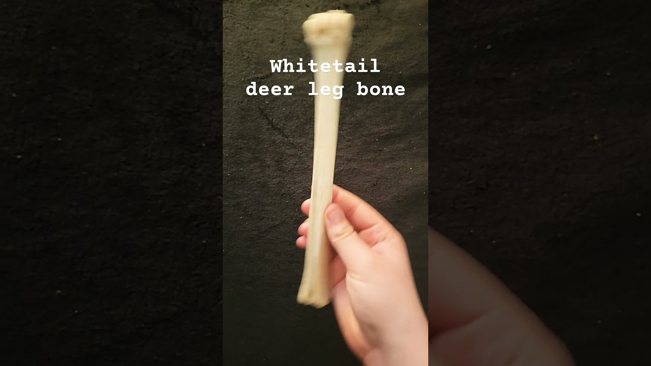 𓍊𓋼 My Bone Collection! 𓋼𓍊 