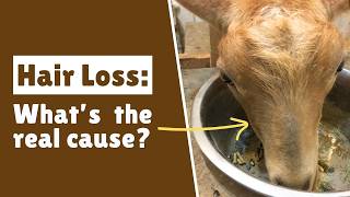 Why Is Your Goat Losing Hair Around Its Nose?