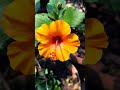 হলুদ জবা...🌿🏵 #music #love #ytstudio #flowers