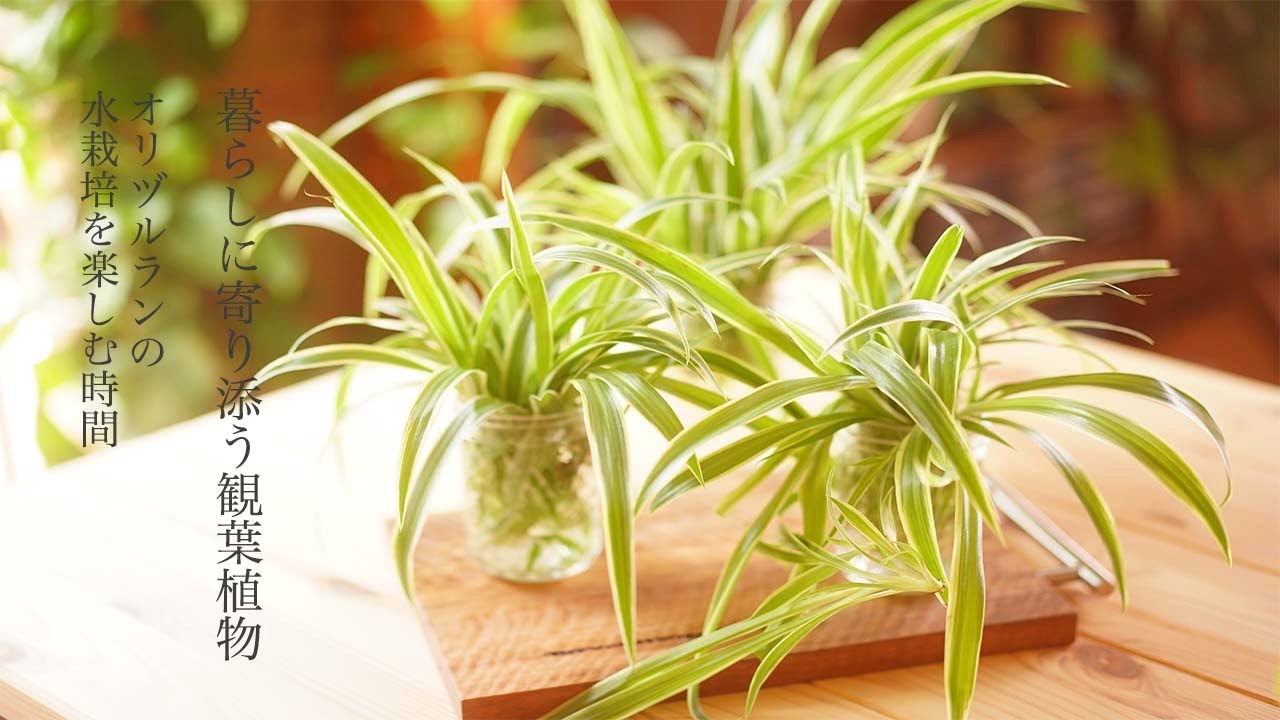 オリヅルランの水栽培 暮らしに寄り添う観葉植物 Youtube