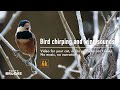 Bird chirping and wind sounds  for your cat or for you who cant sleep