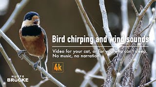 Bird chirping and wind sounds / Video for your cat, or for you who can't sleep.