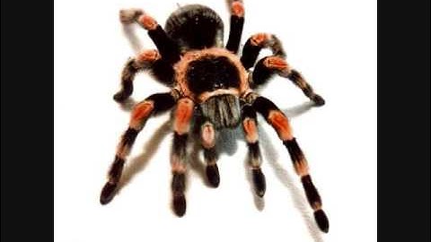 Drowning Pool - Paralyzed