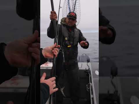 Tan Tuna Got Inhaled