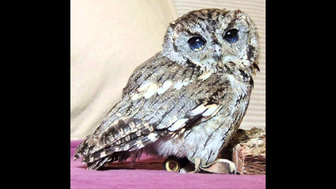 The Owl with Stars in His Eyes