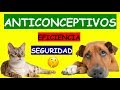 COMO EVITAR QUE MI MASCOTA QUEDE PREÑADA |ANTICONCEPTIVOS|