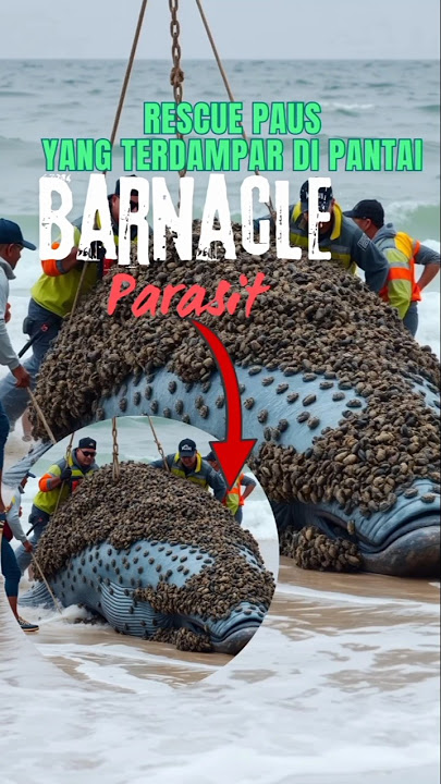 RESCUE PAUS||TERDAMPAR DI PANTAI#animal #shorts #rescue#parasit #teritip#barnacle #pausterdampar