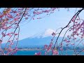 Some days don’t need words… just the view 🤍 | Spring in Japan 🌸