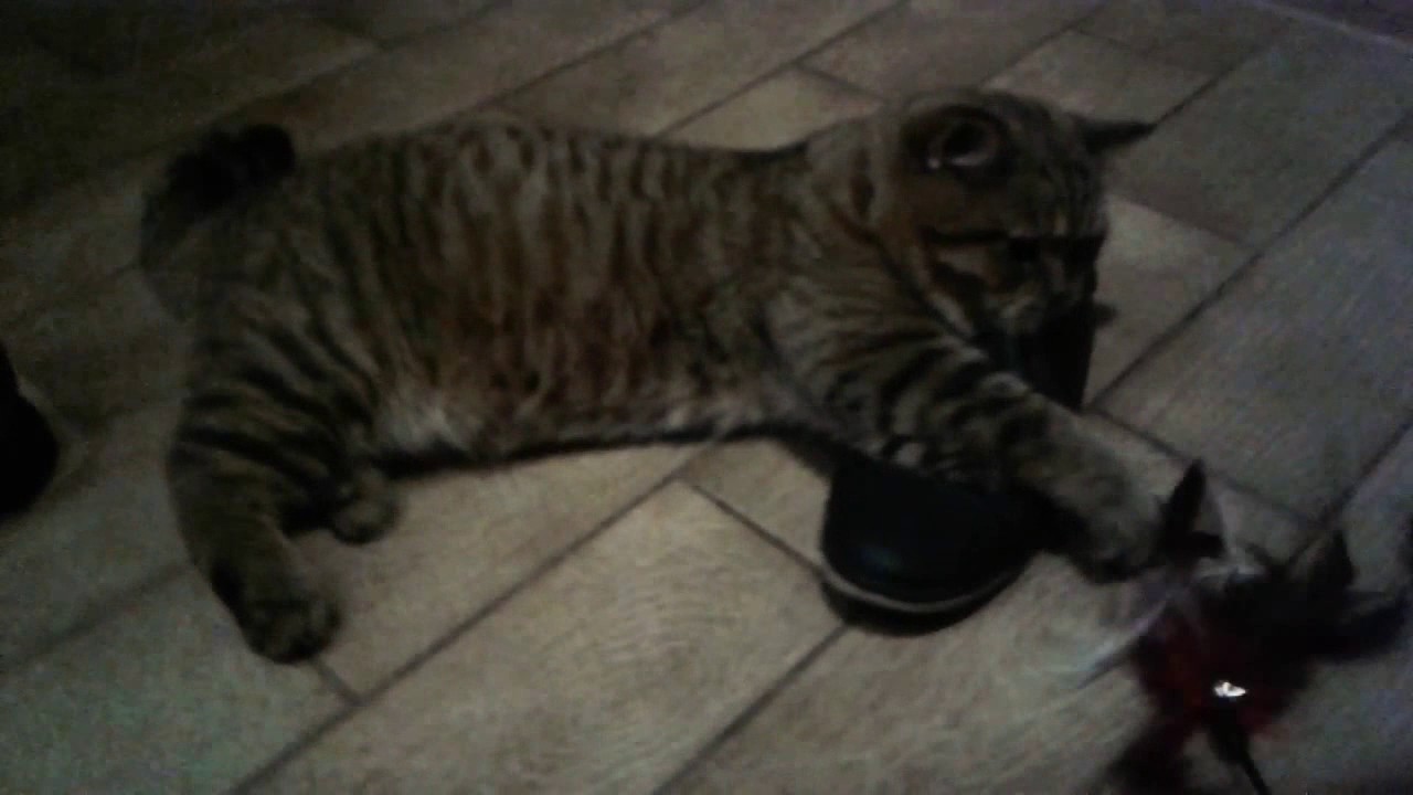 игра котом ps4