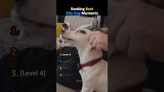 Ranking Best Silly Dog Moments