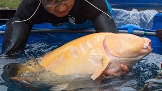 Modern Koi Blog #551 - Live aus Japan: Yamaguchi Super Yumbo Karashigoi Teil 2