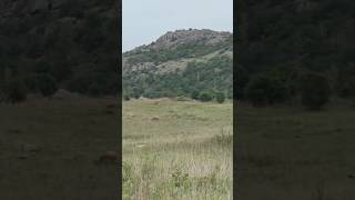 Tyrannus forficatus (Scissor-tailed Flycatcher) slo-mo near Lake Rush, WMWR 6/14/26