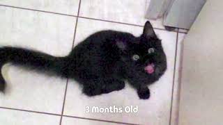 My cat has been screaming for 13 years by Sho Ko 833,015 views 7 months ago 2 minutes, 10 seconds