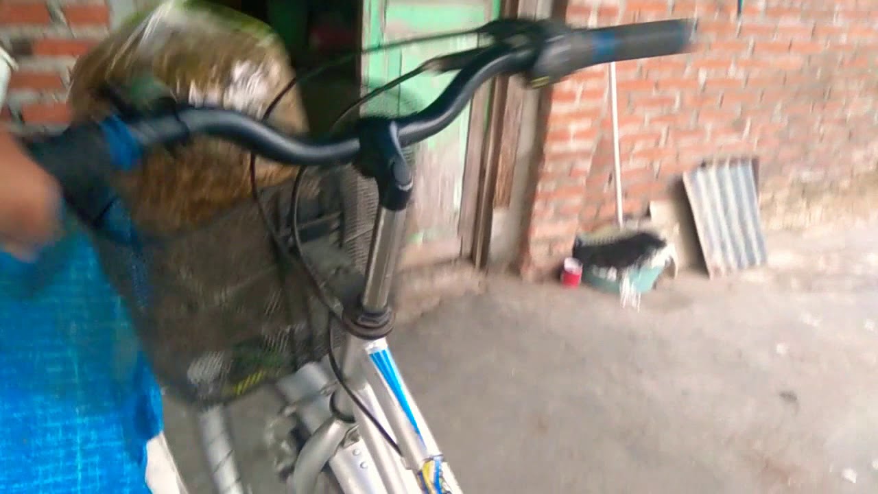 Ayam Pejantan Umur 55 Hari Pakan Fermentasi Lagi ternak ayam bangkok