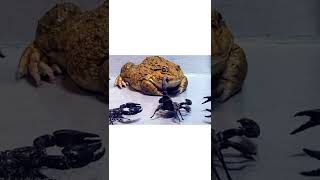 Scorpion vs frog Experiment 2022 experiments screenshot 3
