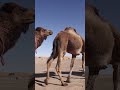 Tuareg Camels' Graceful Journey Across the Desert Sands