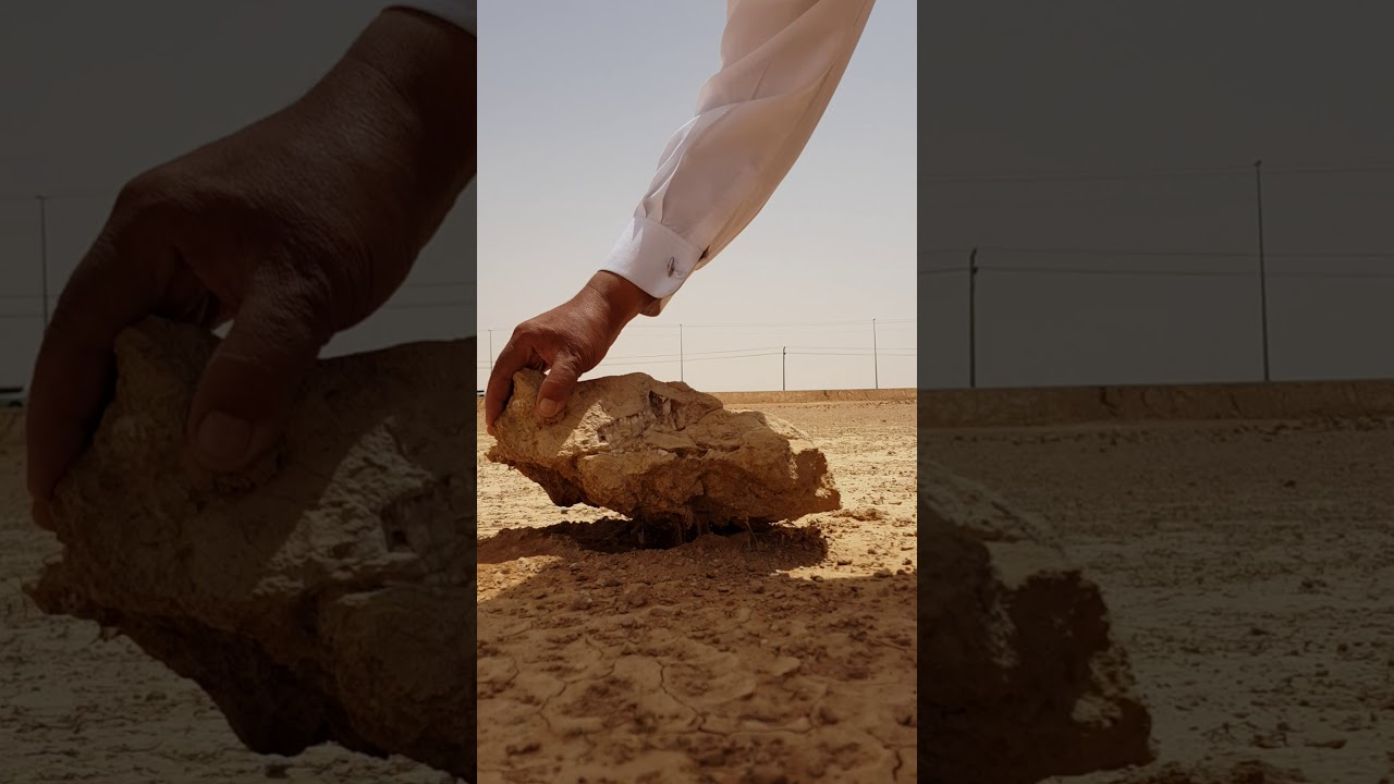 ضب  اين تجدالضبان او السحيليات الصغيرة لتنقذهامن دهس السيارت