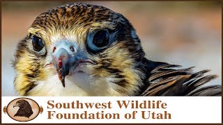 Falconry | Prairie Falcon Training Pt. 5 | Free Flying!