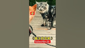 Funniest cats😺 in the world😂 Funny and Fails Pets Video #shorts  #28 #cats #funny #animals